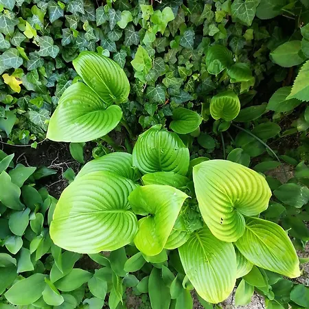 Agnes Nyaralohaz بيت للعطل *